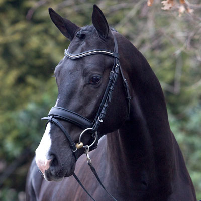 Everdale